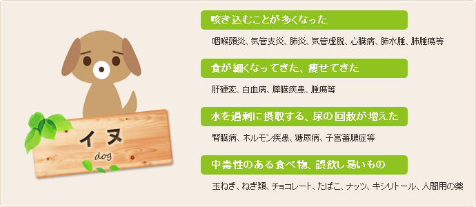 犬:咳き込むことが多くなった/食が細くなってきた、痩せてきた/水を過剰に摂取する、尿の回数が増えた/玉ねぎ、ねぎ類、チョコレート、たばこ、ナッツ、キシリトール、人間用の薬に注意